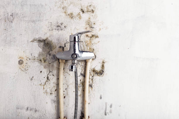 Professional Mold Removal in Toppenish, WA