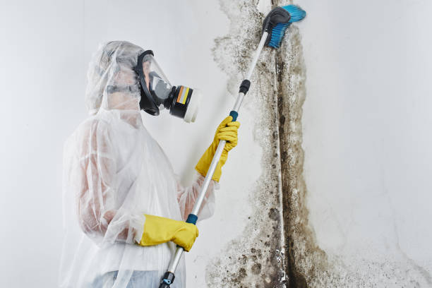 Best Best Mold Removal Companies  in Toppenish, WA