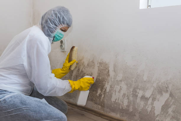 Best Office Mold Removal Services  in Toppenish, WA