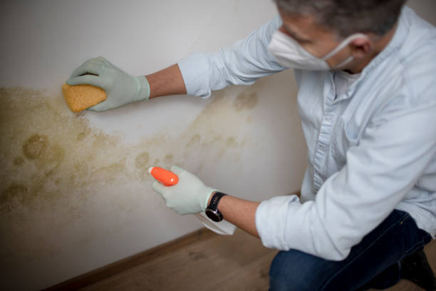 Best Residential Mold Removal  in Toppenish, WA