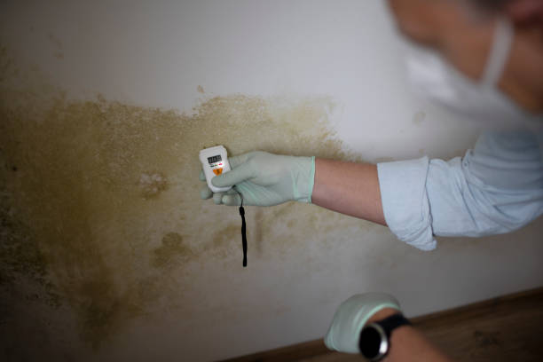 Best Mold Removal Near Me  in Toppenish, WA