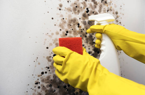 Best Attic Mold Removal  in Toppenish, WA