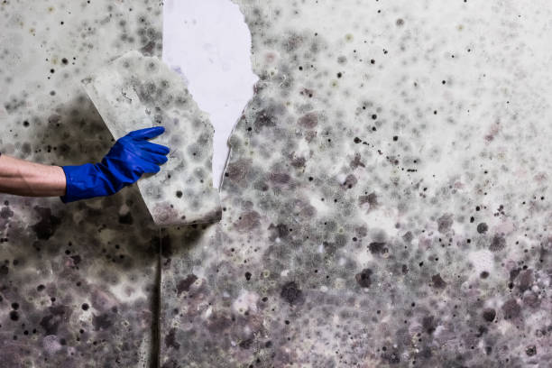 Best Mold Damage Repair  in Toppenish, WA